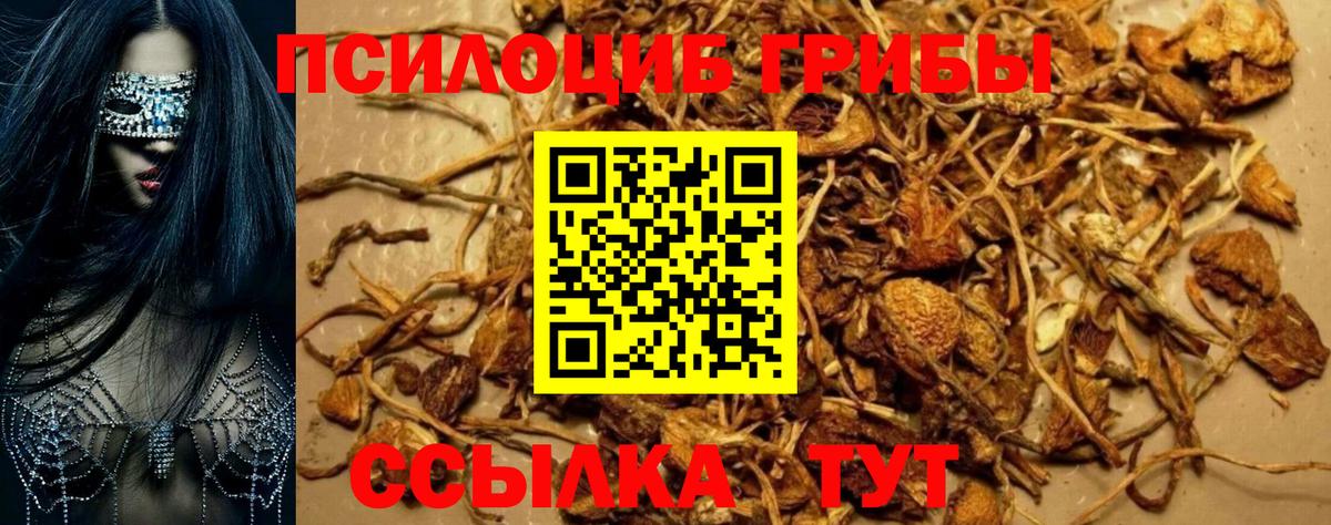 Псилоцибиновые грибы Psilocybe Кольчугино